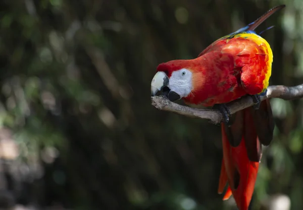 Levendige Geelvleugelara Vogel Kauwen Een Tak — Stockfoto