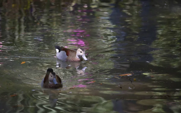 Bir su birikintisi içinde yüzmeye halkalı deniz mavisi ördek (Callonetta leucophrys) erkek ördek