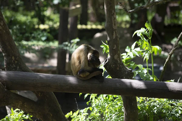 Geoffroys Spinaap Helaas Rustend Een Logboek — Stockfoto