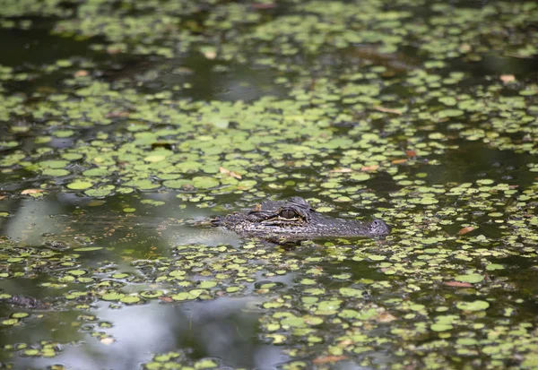 Cocodrilo Alligator Mississippiensis Asomando Cabeza Desde Punto Poco Profundo Pantano —  Fotos de Stock