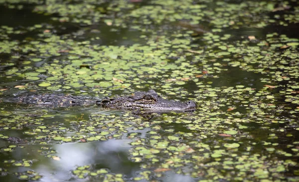 Sığ bir bayou gezinme timsah (Alligator mississippiensis)