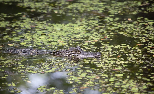 Aligátor Alligator Mississippiensis Séta Egy Sekély Bayou — Stock Fotó