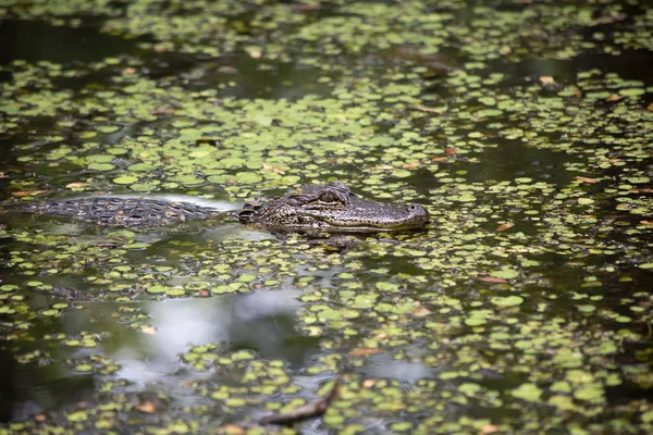Sığ bir bayou gezinme timsah (Alligator mississippiensis)