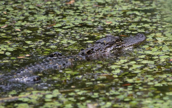 Аллигатор Alligator Mississippiensis Прогуливается Мелководному Болоту — стоковое фото