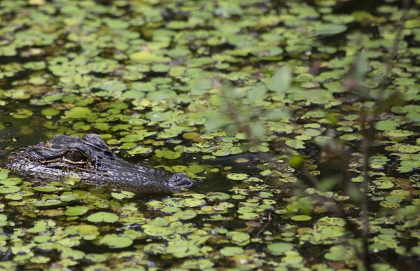 Bir Bayou onun yerden izlerken timsah (Alligator mississippiensis)