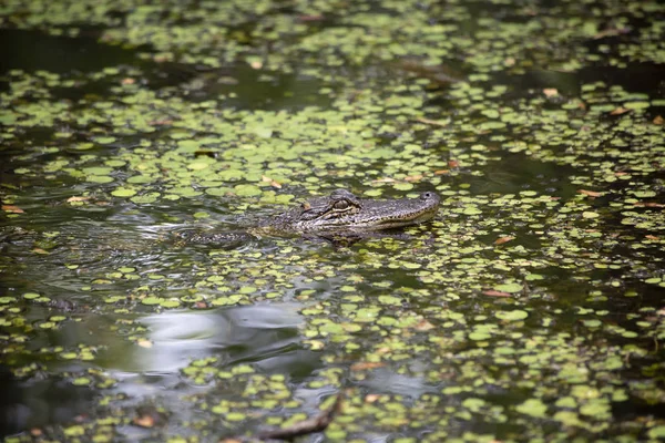 Sığ bir bayou gezinme timsah (Alligator mississippiensis)