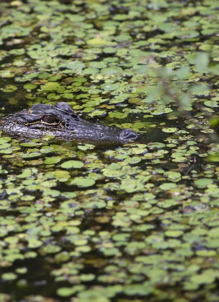 Bir Bayou onun yerden izlerken timsah (Alligator mississippiensis)