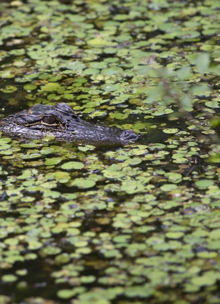 Aligátor Alligator Mississippiensis Figyeli Bayou Helyszínen — Stock Fotó