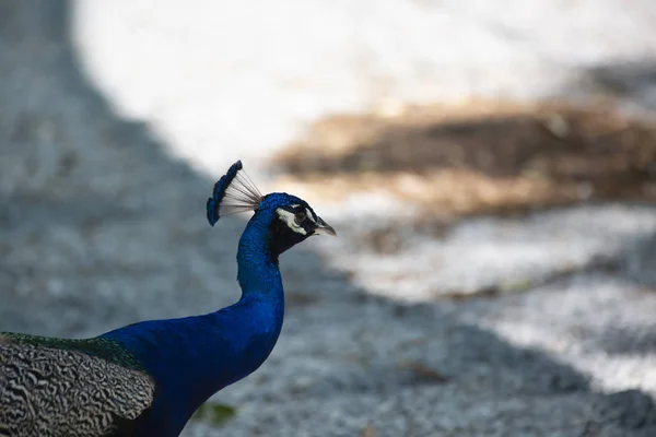 Búho Real Indio También Conocido Como Búho Real Azul Pavo —  Fotos de Stock