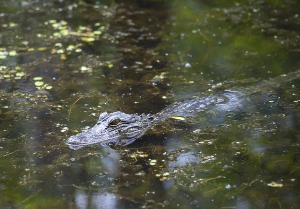 Alligator Alligator Mississippiensis Einem Flachen Köder — Stockfoto