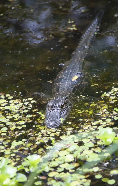 Timsah (Alligator mississippiensis) sığ Bayou