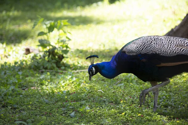 Hint tavuskuşu, yeşil bir alan yoluyla çalım olarak da bilinen bir mavi tavus (Pavo cristatus)