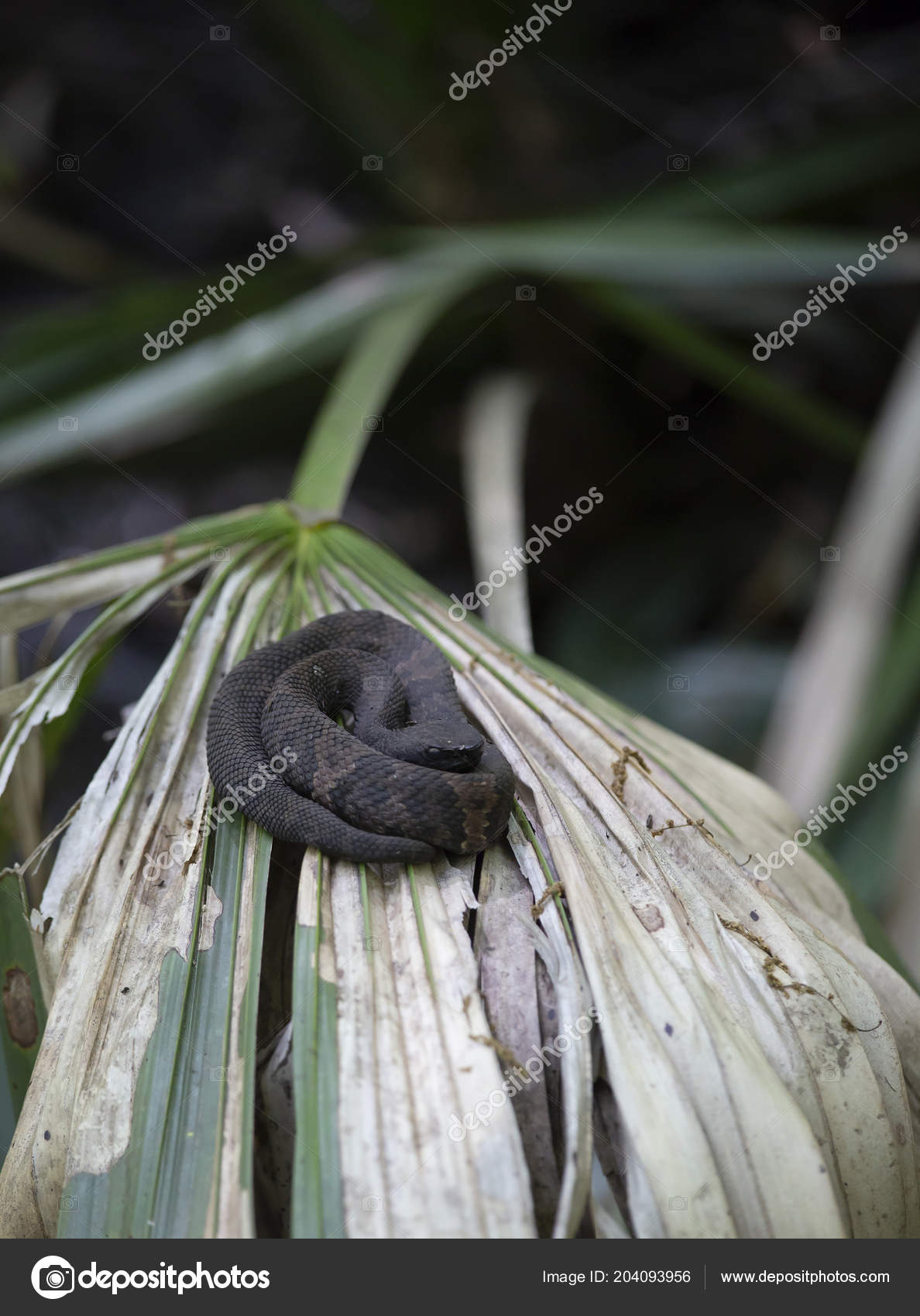 Juvenile Cottonmouth Agkistrodon Piscivorus Also Known Water Moccasin Stock Photo Image By C Tornado1998 Juvenile Cottonmouth Agkistrodon Piscivorus Also Known Water Moccasin Stock Photo Image By C Tornado1998