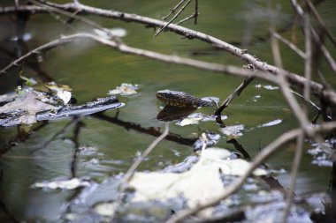 Geniş bantlı su Başkanı (Nerodia fasciata confluens) sudan alay yılan