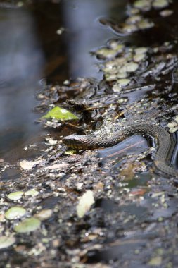 Geniş bantlı su yılanı (Nerodia fasciata confluens) bir bayou Durgun suda yüzen