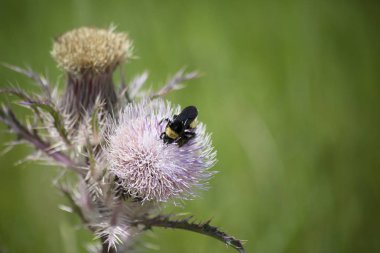Bumblebee thistle ot tesisi bir çayırda