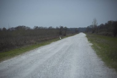 Büyük ak balıkçıl (Ardea alba) ayakta bir çakıl yol kenarında