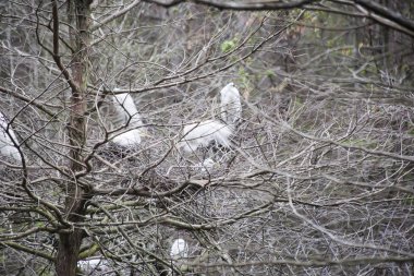 Büyük sorguçlar (Ardea alba) çam ağaçlarının bir koru iç içe geçirme