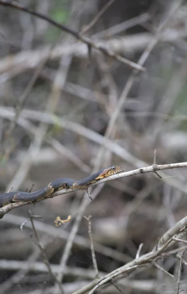 ブロード バンド水蛇 Nerodia クラカケアザラシの Confluens を木の大枝で日光浴 — ストック写真