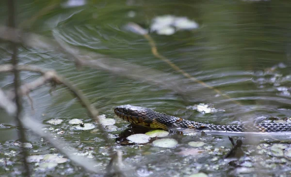 Serpente Água Fita Larga Nerodia Fasciata Confluens Nadando Através Espinheiro — Fotografia de Stock