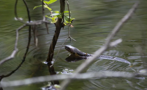 Serpente Água Banda Larga Nadando Pela Borda Rasa Bayou — Fotografia de Stock
