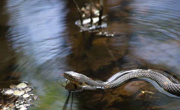 Serpente Água Banda Larga Nerodia Fasciata Confluens Nadando Água Estagnada — Fotografia de Stock