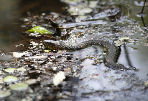 Serpente Água Banda Larga Nerodia Fasciata Confluens Nadando Água Estagnada — Fotografia de Stock
