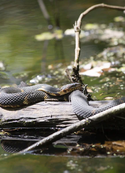 Cobra Água Fita Larga Nerodia Fasciata Confluens Que Aquece Tronco — Fotografia de Stock