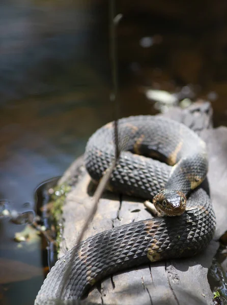 宽带状水蛇 Nerodia Fasciata Confluens 栖息在沼泽原木上 — 图库照片