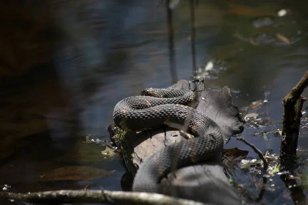 Broad-Banded water snake (Nerodia fasciata confluens) basking on a log in a swamp