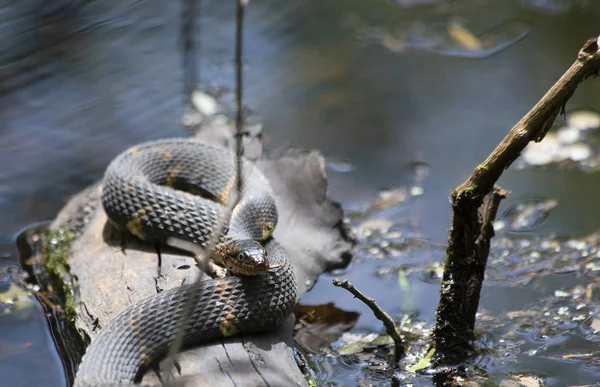 Serpente Acqua Bande Larghe Nerodia Fasciata Confluens Adagiato Tronco Palude — Foto Stock