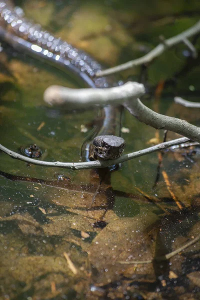 Cottonmouth Vízi Mokasszinkígyó Ismert Mint Víz Mokaszin — Stock Fotó