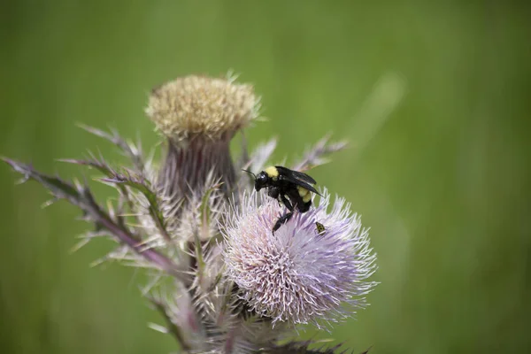 Bumblebee on a thistle weed plant in a meadow