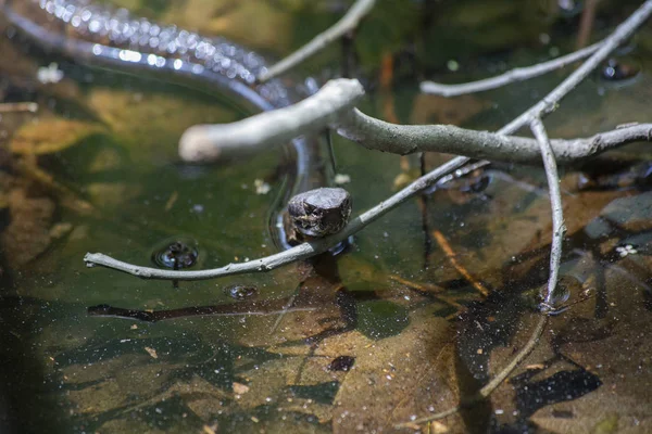 신으로 알려진 Cottonmouth Agkistrodon Piscivorus — 스톡 사진