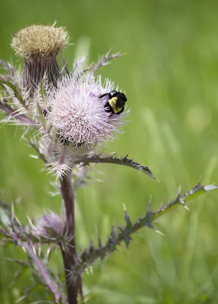 Bumblebee on a thistle weed plant in a meadow
