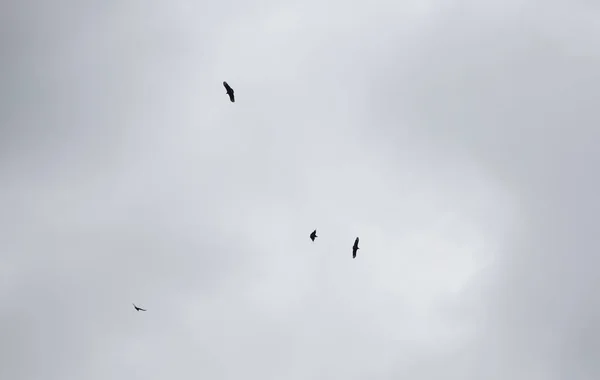 Small bird entering frame as three buzzards circle overhead