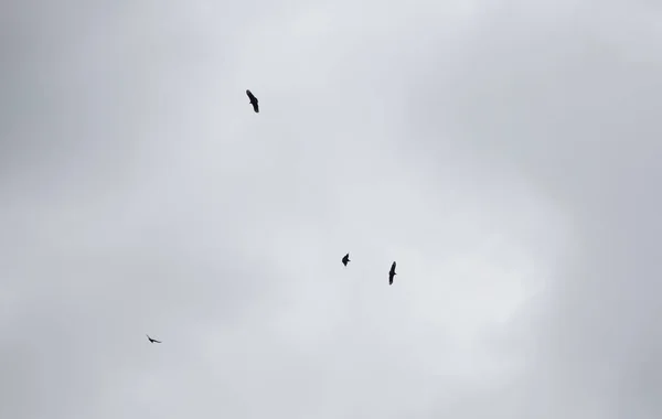 Kleine Vogel Invoeren Van Frame Zoals Drie Buizerds Cirkel Overhead — Stockfoto