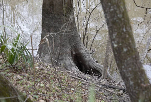 Potenzielle Tierhöhle Einer Mulde Unter Einem Baum — Stockfoto