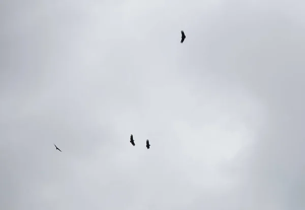 Pássaro Pequeno Entrando Quadro Como Três Buzzards Círculo Aéreo — Fotografia de Stock