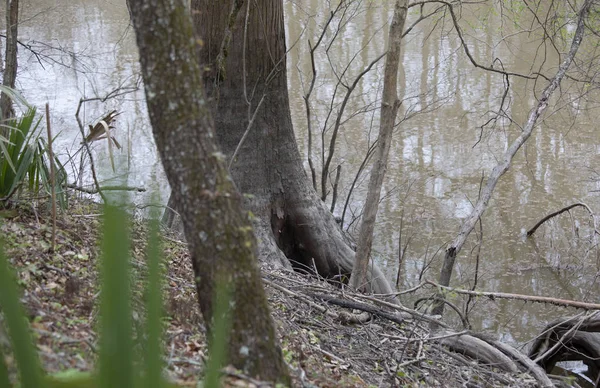 Fosse Animale Potentielle Dans Creux Sous Arbre — Photo