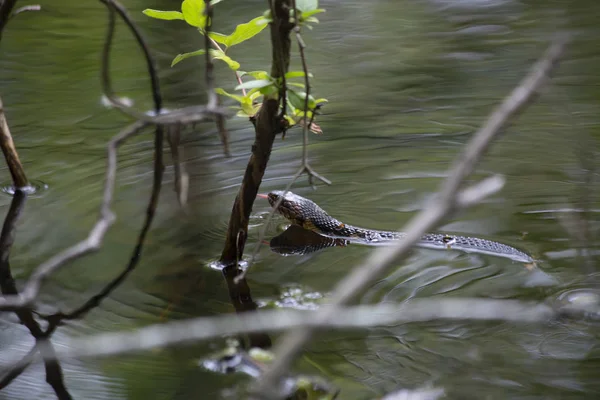 Serpiente Agua Banda Ancha Nadando Través Del Borde Poco Profundo Imágenes De Stock Sin Royalties Gratis