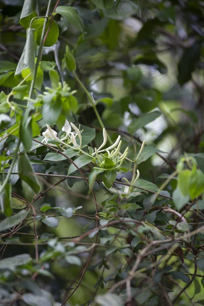 Wiciokrzewy Caprifoliaceae Białe Zaczynają Kwitnąć Winorośli Obraz Stockowy