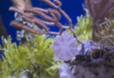 Kayalar ile temiz su akvaryum yaratık