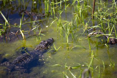 Genç timsah sığ, karanlık, yeşilimsi su gizleme
