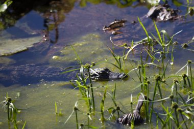 Genç timsah sığ, karanlık, yeşilimsi su gizleme