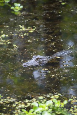 Bir timsah (Alligator mississippiensis) sığ Bayou, yakın çekim