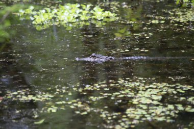 Profil sahibi genç bir timsah (Alligator mississippiensis) sığ bayou su