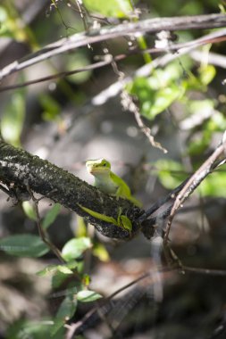 Ormanda bir dal yeşil anole (Anolis carolinensis) tünemiş