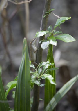 Bir dal üzerinde Brown fazlı yeşil anole (Anolis carolinensis)