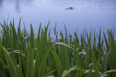 Bir su birikintisi bir tarlada bir güzel, çiçek açan Louisiana iris tozlaşmayı bumblebee
